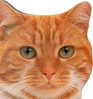 GATOS Y GATITOS (CLIC-CLAC) | 9788434849884 | Llibreria Aqualata | Comprar libros en catalán y castellano online | Comprar libros Igualada