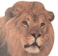 ANIMALES SALVAJES (CLIC-CLAC) | 9788434849907 | Llibreria Aqualata | Comprar libros en catalán y castellano online | Comprar libros Igualada
