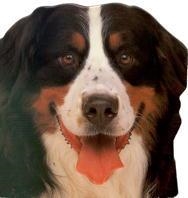 PERROS Y CACHORROS (CLIC-CLAC) | 9788434849891 | Llibreria Aqualata | Comprar libros en catalán y castellano online | Comprar libros Igualada