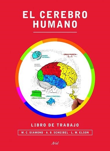 CEREBRO HUMANO, EL.LIBRO DE TRABAJO | 9788434417212 | DIAMOND, MARIAN C. / SCHEIBEL, A. B. / ELSON, LAWRENCE M. | Llibreria Aqualata | Comprar libros en catalán y castellano online | Comprar libros Igualada