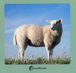 ANIMALES DE LA GRANJA 2 | 9788412683608 | NOWORDBOOKS | Llibreria Aqualata | Comprar libros en catalán y castellano online | Comprar libros Igualada