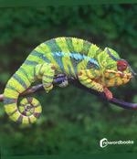 ANIMALES DE LA SELVA | 9788412683615 | NOWORDBOOKS | Llibreria Aqualata | Comprar libros en catalán y castellano online | Comprar libros Igualada