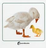 ANIMALES DOMESTICOS Y SUS CRIAS | 9788412683622 | NOWORDBOOKS | Llibreria Aqualata | Comprar libros en catalán y castellano online | Comprar libros Igualada